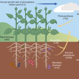 استخدم الباحثون نباتات الأراضي القاحلة التي تنتج الأوكسالات
